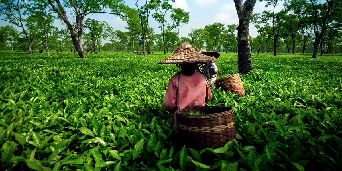 India's Tea Gardens: A Tour of Your Favorite Tea Cup